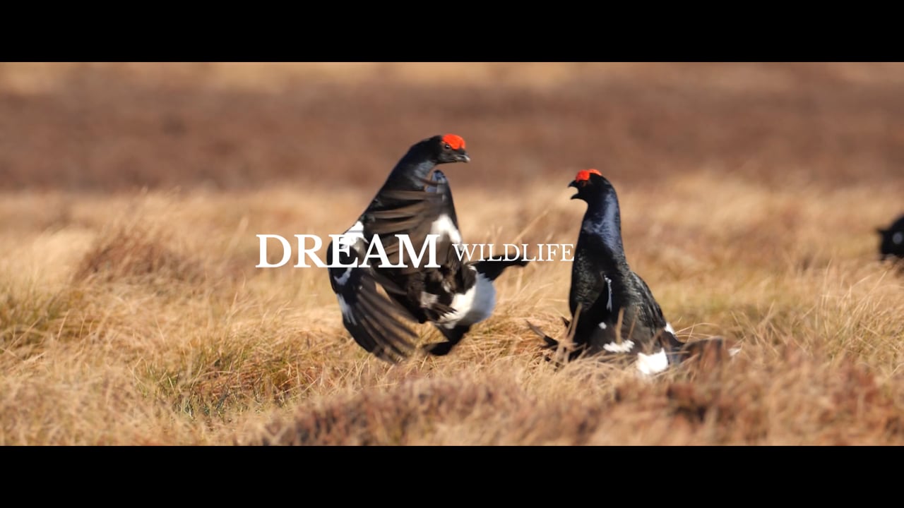 Wild Scotland: Dream Wild